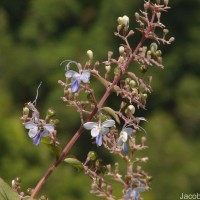 Rotheca serrata (L.) Steane & Mabb.
